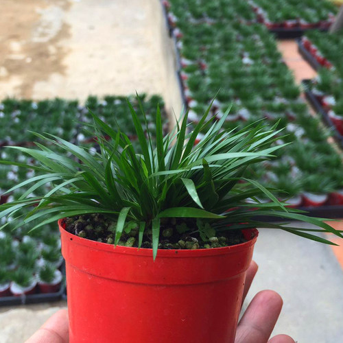 正宗金钱菖蒲室内小盆景水培附石