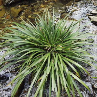 石菖蒲 龙根菖蒲 文房草水培花卉绿植盆栽四季常青盆景假山配景