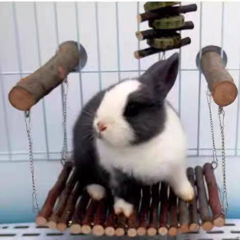 可爱兔子磨牙玩具木质秋千吊床宠物互动玩具安全健康,宠物/宠物食品及用品,玩具/造景装饰,淘宝优惠券,粉丝福利购,淘宝优惠卷