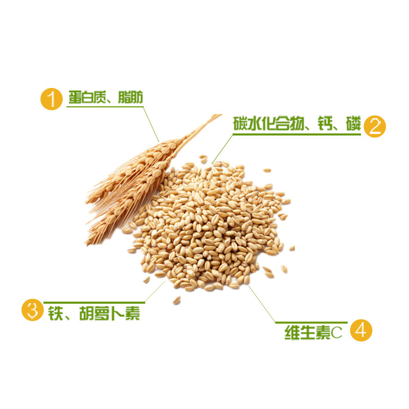 内蒙河套高筋新小麦粒8斤农家自产小麦草种子 食用麦芽糖麦苗榨汁