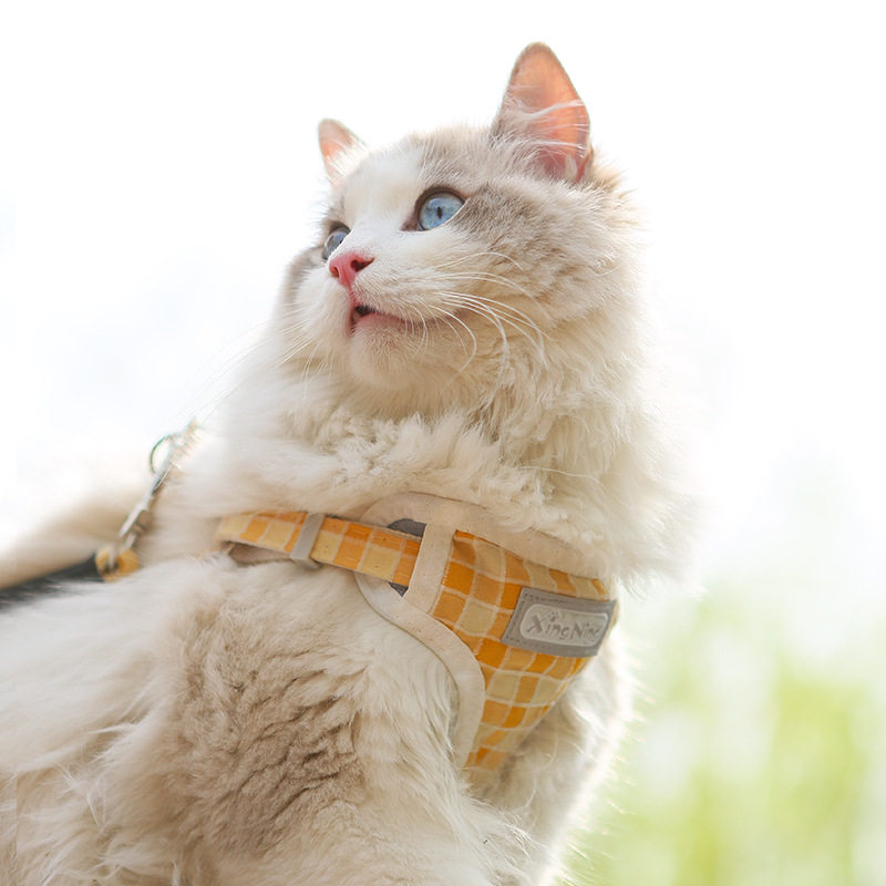 猫咪牵引绳防挣脱背心式网红遛猫绳英短外出专用猫链子宠物胸背带,宠物/宠物食品及用品,猫牵引绳,淘宝优惠券,粉丝福利购,淘宝优惠卷