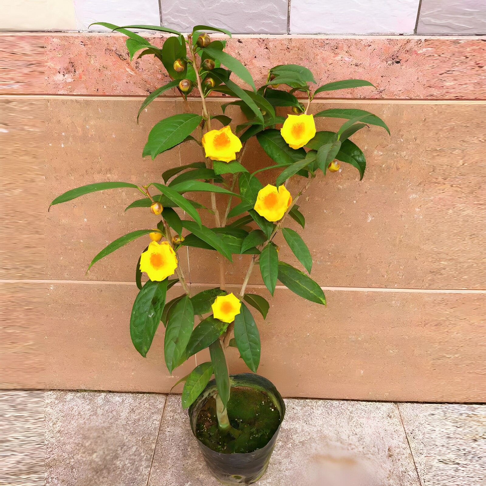防城金花茶树苗带花苞 金花茶苗树苗 金花茶盆栽 金茶花 茶树苗