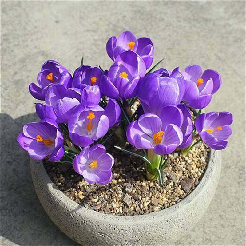 藏红花四季易种室内阳台观花植物盆栽藏红花球根植物花卉观花泡茶