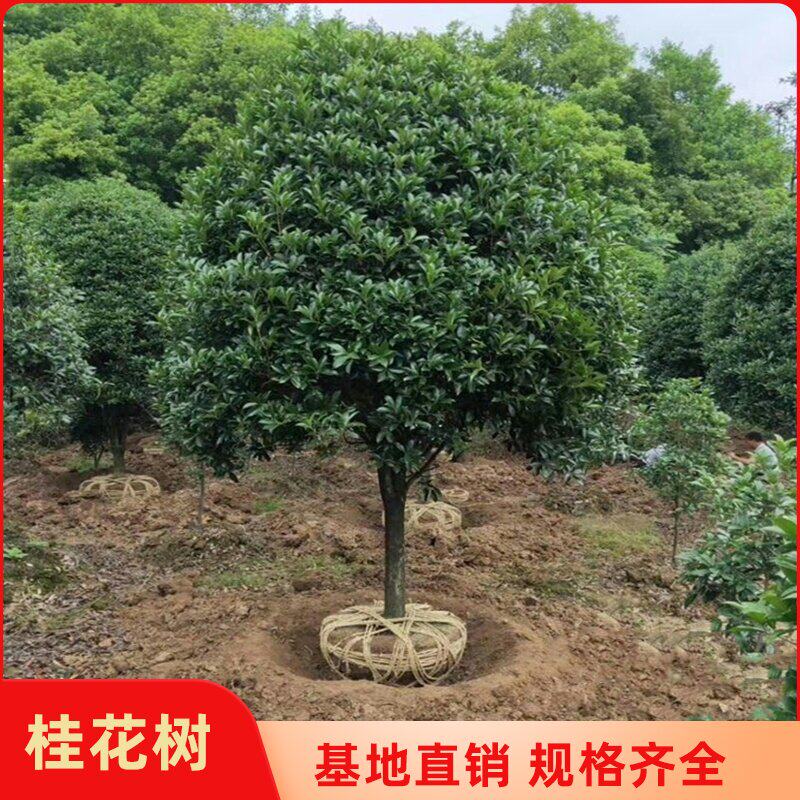地栽大型四季桂花树苗庭院浓香花卉常青植物盆景金桂丹桂室内盆栽