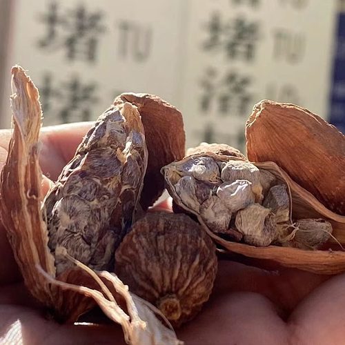 怒江老品种草果仁炖肉大料生香料云南香辛料草果500g干货佐料