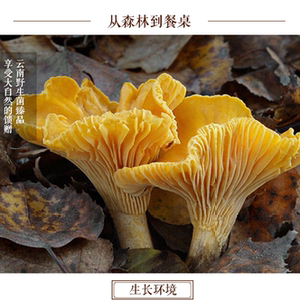 高黎贡山鸡油菌 黄丝菌鸡蛋菌野生菌香菇类食用菌新货上架250g