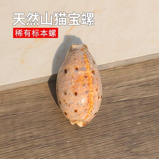 天然海螺贝壳山猫宝螺鱼缸水族箱造景稀有收藏标本螺家居橱窗装饰