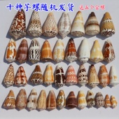 天然芋螺闪电芋螺魔法芋螺黑星芋螺芝麻芋螺创意摆件标本收藏海螺