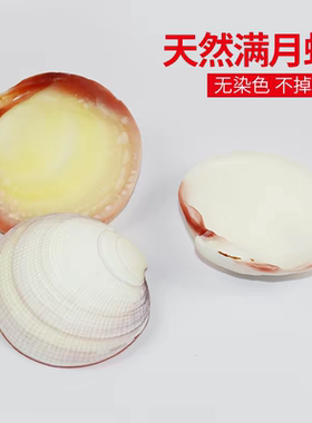 海贝缘天然贝壳满月蛤寄居蟹食盆