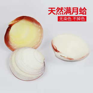 天然贝壳海螺满月蛤家居橱窗设计创意礼物装饰鱼缸造景寄居蟹食盆