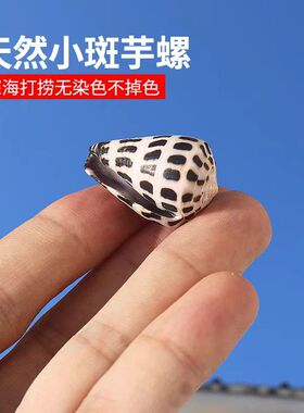海贝缘天然海螺贝壳小斑芋螺家居