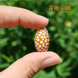 花鹿宝螺天然贝壳海螺稀有收藏标本螺鱼缸造景地中海家居装饰摆件