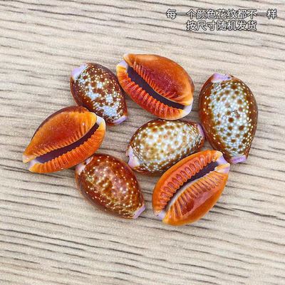 海贝缘天然小海螺贝壳红花宝螺