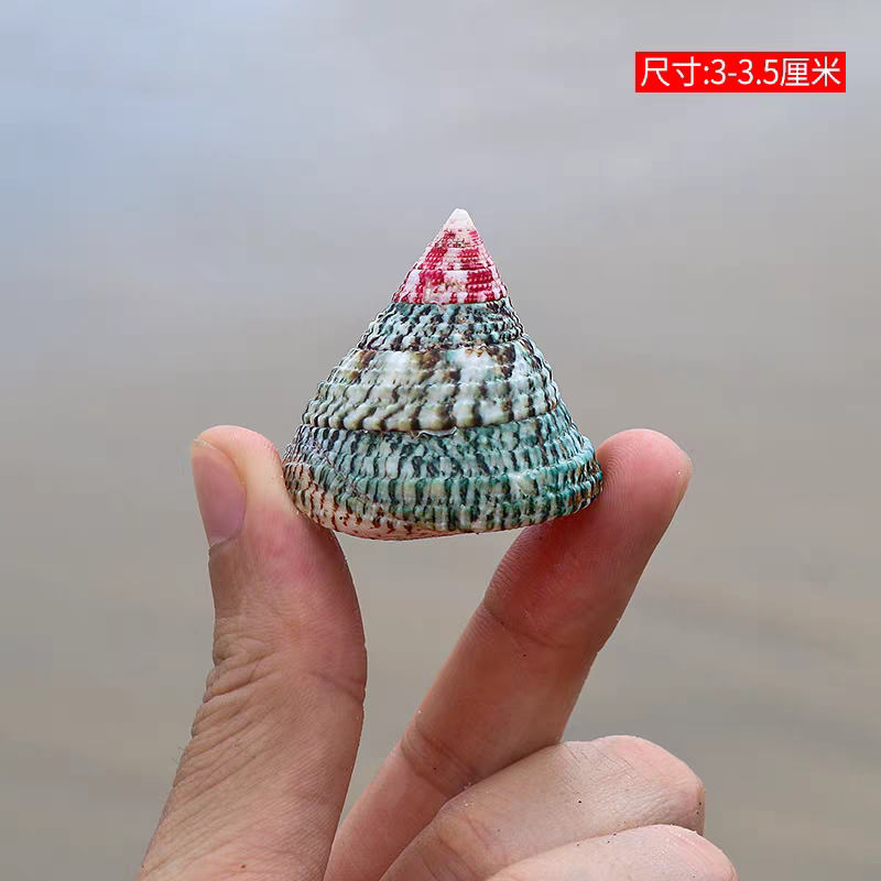海贝缘红顶绿塔螺天然贝壳海螺图片