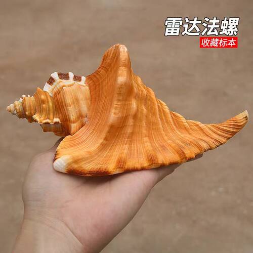 海贝缘雷达法螺稀有收藏标本家居