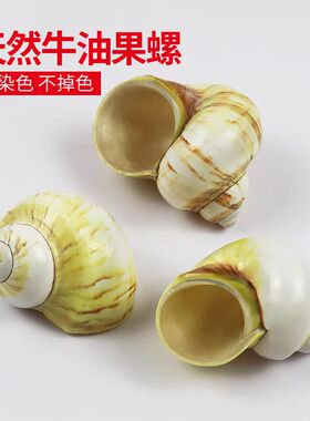 海贝缘牛油果螺寄居蟹替换壳