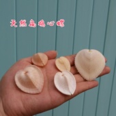 天然海螺贝壳绵羊同心扁鸡心蛤稀有标本摆件家居收藏装 饰送人礼品