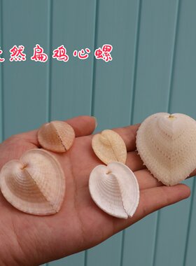 海贝缘扁鸡心蛤稀有标本天然海螺