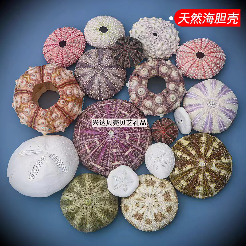 天然海胆壳贝壳海螺创意diy相框夜灯地中海装饰空气凤梨花盆包邮