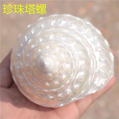 海贝缘贝壳海螺珍珠塔螺荧光塔螺