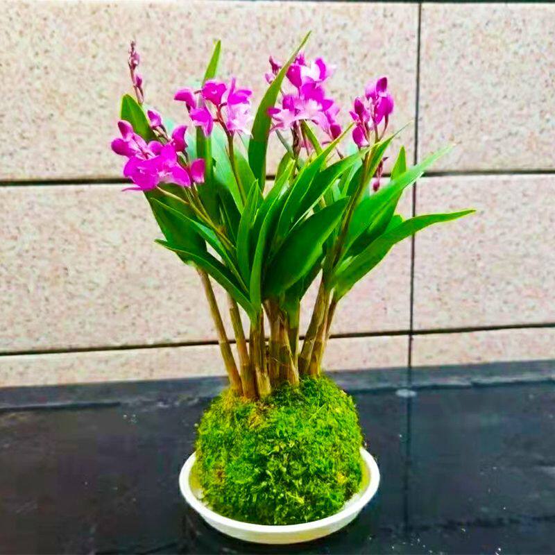 水培水养石斛兰苔藓盆栽带花苞图片