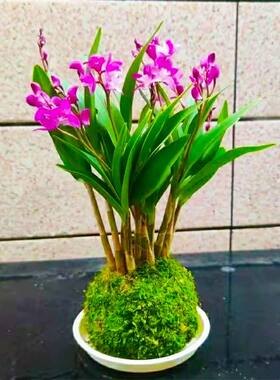 水培水养石斛兰苔藓盆栽带花苞
