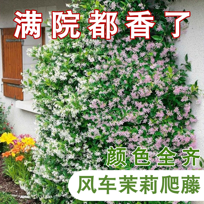 风车茉莉盆栽大苗垂丝爬藤蔓花卉