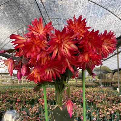 蟹爪兰花卉绿植秋冬季新品重瓣