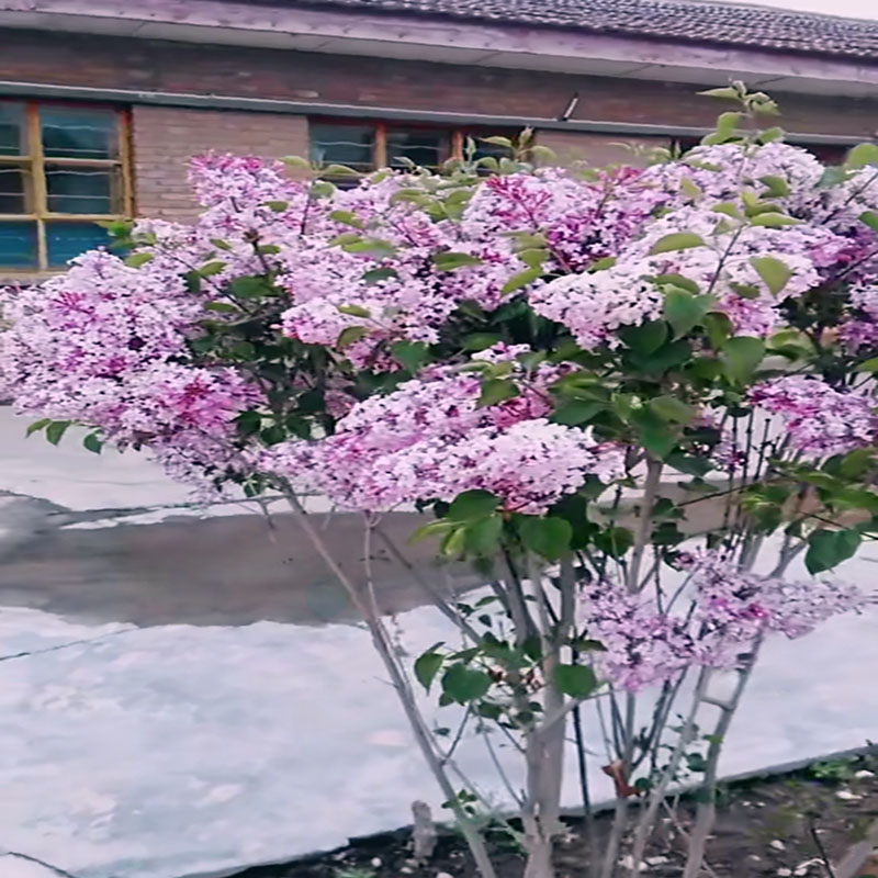 丁香花树苗紫丁香花苗四季盆栽地栽南北方耐寒庭院藤植物阳台花卉