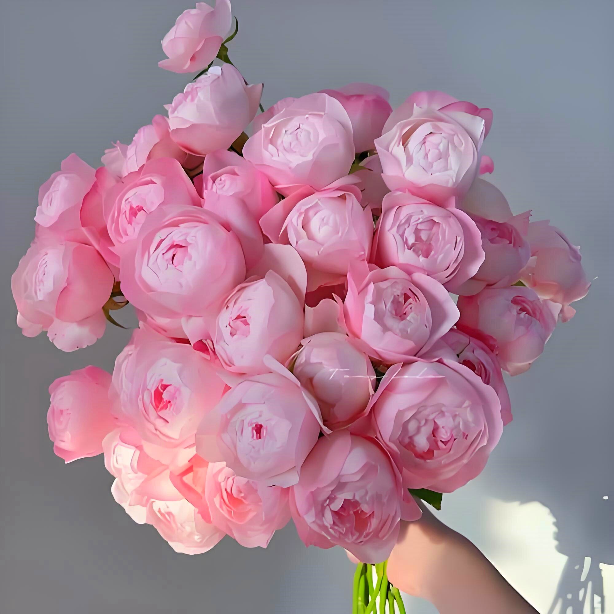 新品月季花苗草莓杏仁饼大苗阳台盆栽三季开多花庭院地栽抗病耐寒