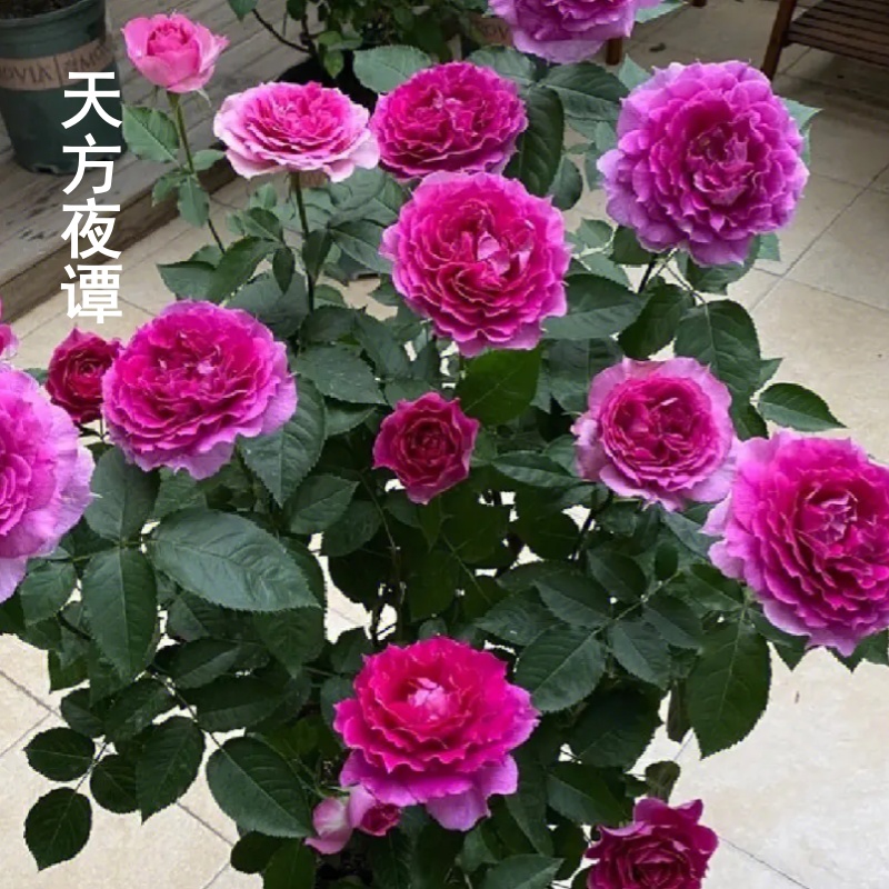 带花发货月季天方夜谭阳台三季开