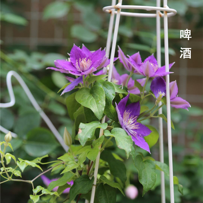 带花发货爬藤植物魔法喷泉乌托邦