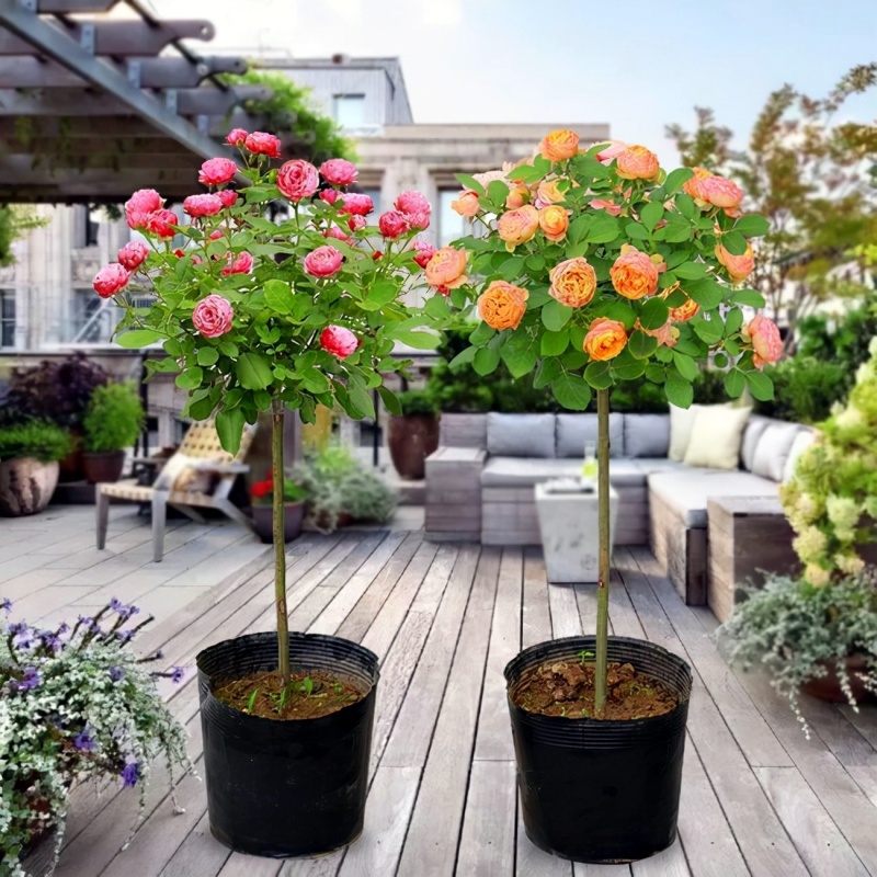 带花发货树状月季棒棒糖果汁阳台