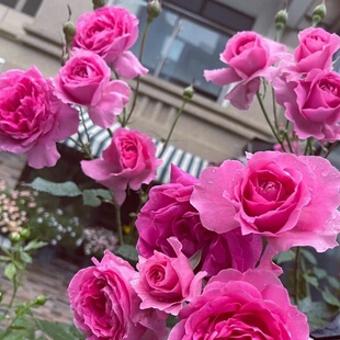 新品爬藤月季大游行大苗三季开浓香庭院地栽别墅拱门抗病耐寒耐晒