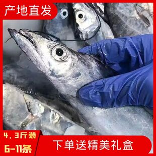 特大整条带鱼礼盒装新鲜东海鱼舟山带鱼送礼好吃有面子发福利包邮