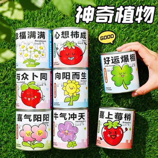 可爱卡通神奇植物罐头桌面绿植好养活儿童种植盆栽太阳花向日葵