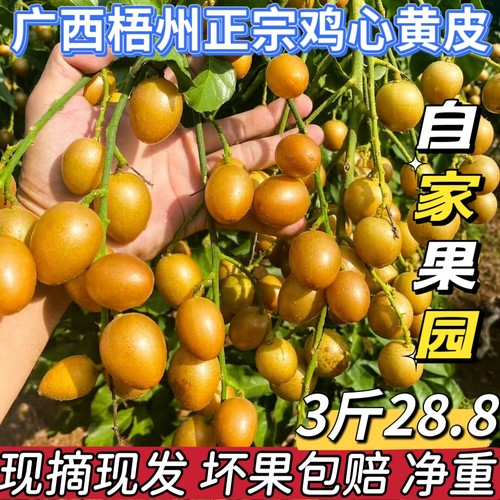 广西正宗鸡心黄皮果新鲜3斤当季现摘现发酸甜黄皮孕妇水果包邮