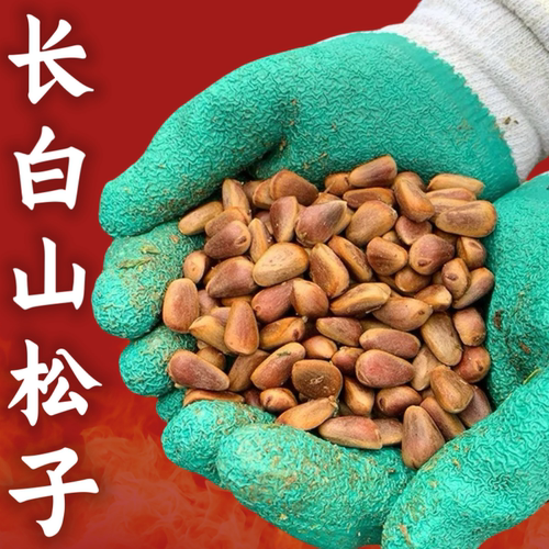 2026年长白山红松新鲜生松子