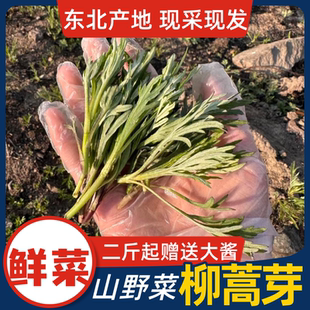 东北新鲜柳蒿芽 新鲜山野菜现采野生柳蒿芽 蘸酱菜柳蒿芽非大棚菜