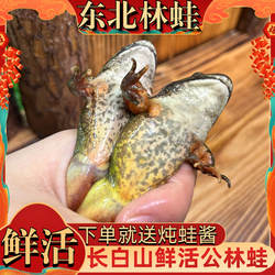 东北林蛙鲜活 活雪蛤 长白山林蛙 黄肚公林蛙东北河鲜活体母豹子