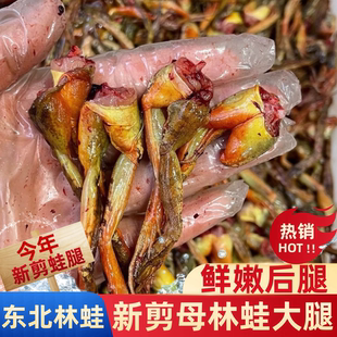 东北林蛙鲜活现剪林蛙腿长白山母豹子大腿蛤蟆腿冰鲜速冻母蛙大腿