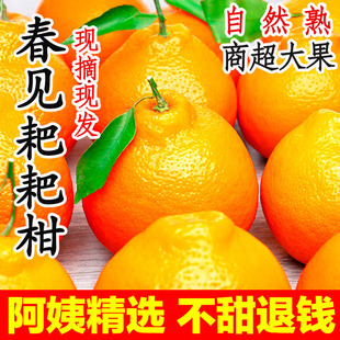 四川春见耙耙柑粑粑柑10斤新鲜水果橘子当季整箱粑粑柑丑桔子包邮