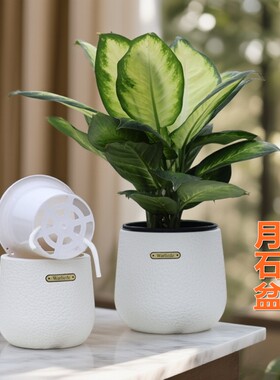 高颜值树脂蝴蝶兰自吸水花盆石斛球兰金钱树种植仿陶瓷花钵定植篮