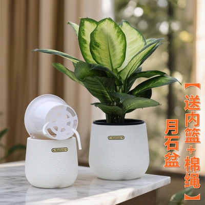 高颜值树脂蝴蝶兰自吸水花盆石斛球兰金钱树种植仿陶瓷花钵定植篮