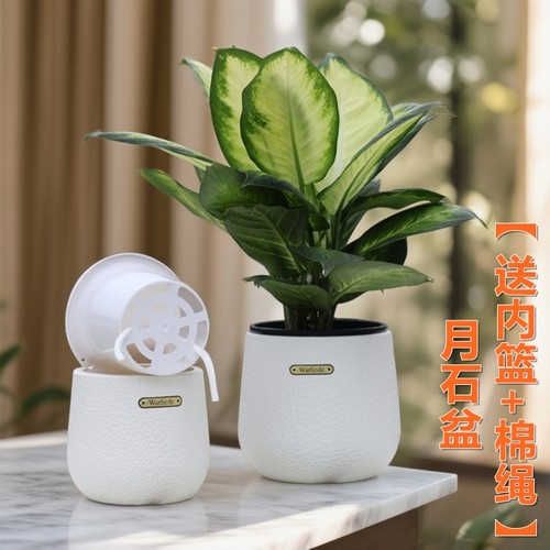 高颜值树脂蝴蝶兰自吸水花盆石斛球兰金钱树种植仿陶瓷花钵定植篮