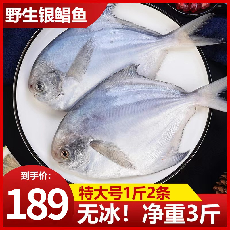 海捕白鲳鱼大银鲳鱼今趣