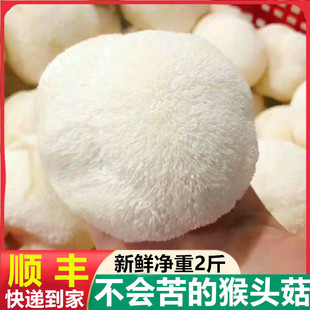 新鲜猴头菇现摘古田蘑菇深山菌菇煲汤农家火锅特产酒店1000g包邮