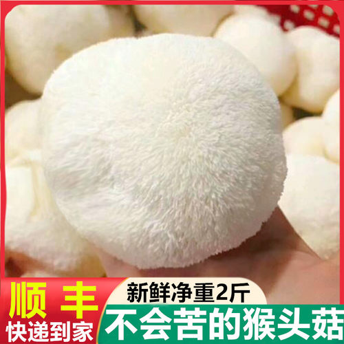 新鲜猴头菇现摘古田蘑菇深山菌菇煲汤农家火锅特产酒店1000g包邮