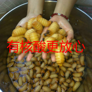 四川特产新鲜活竹蛹竹虫竹蛆笋蛆老木虫竹蜂幼虫食用昆虫500克