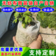 无纺布育苗袋推荐 苗木营养袋12x15cm柑橘杯降解树苗容器钵美植袋